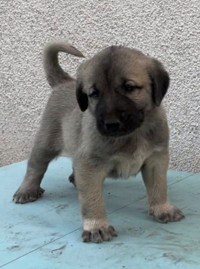 Turski Kangal tenci